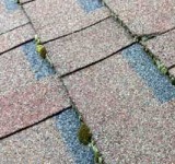 asphalt roof shingle growing moss